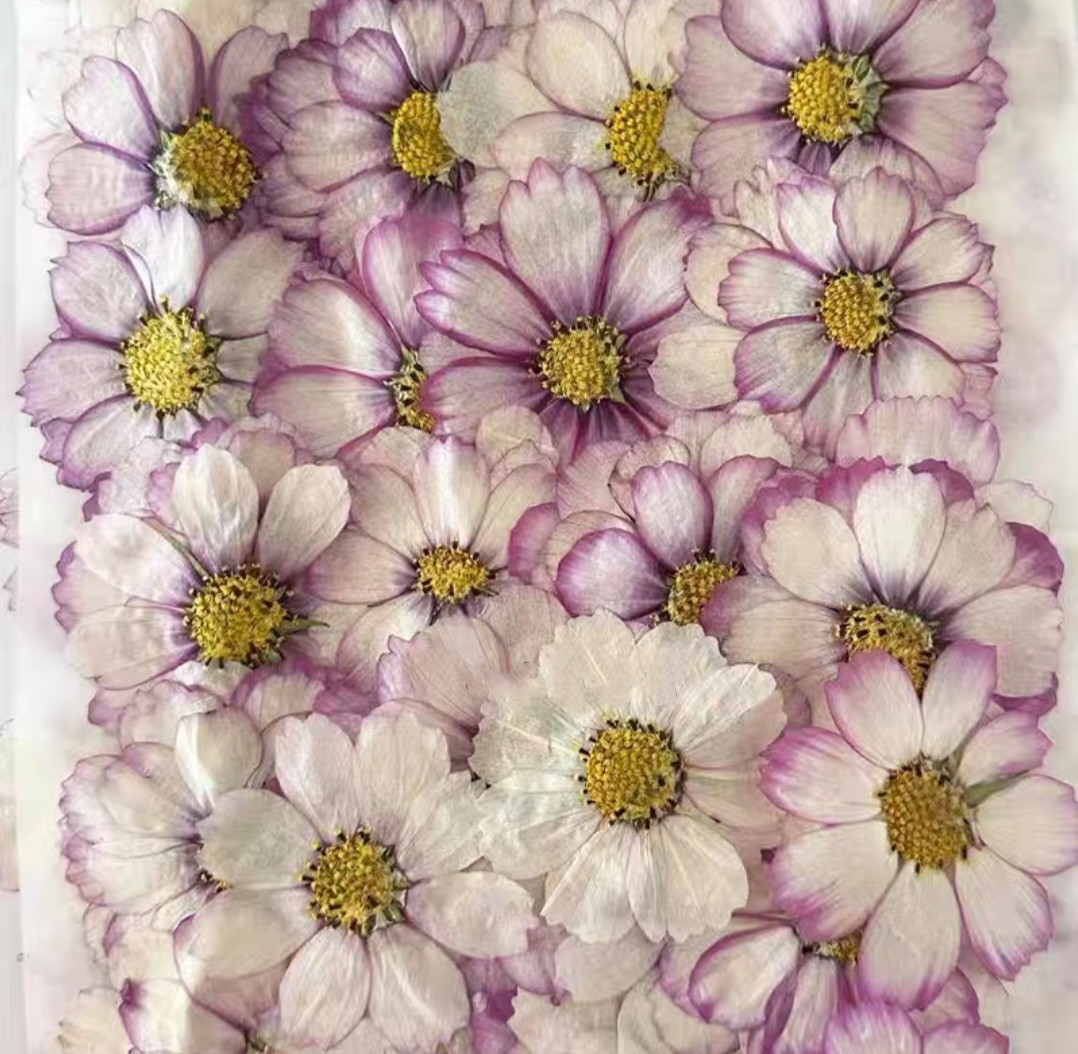 Dried Flower Bulk - 60 stücke Gedrückt Getrocknete Kosmos Blume