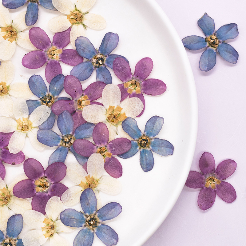 Dried Flower Bulk - 12 Stück, gepresste blaue Sternblume zum