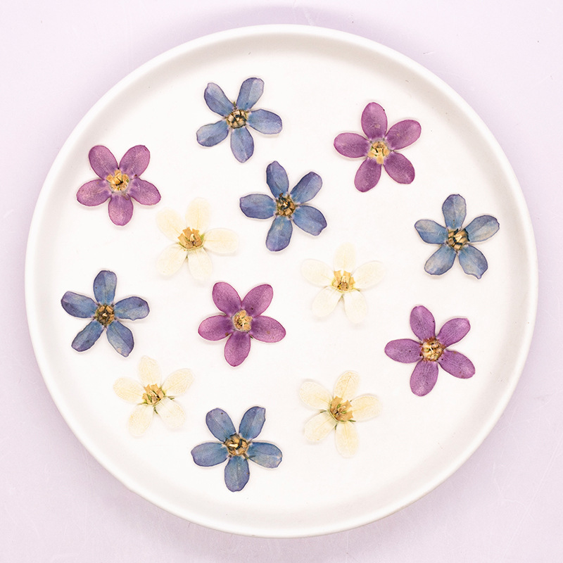 12 Stück, gepresste blaue Ster – Dried Flower Bulk Bewertung und Preis