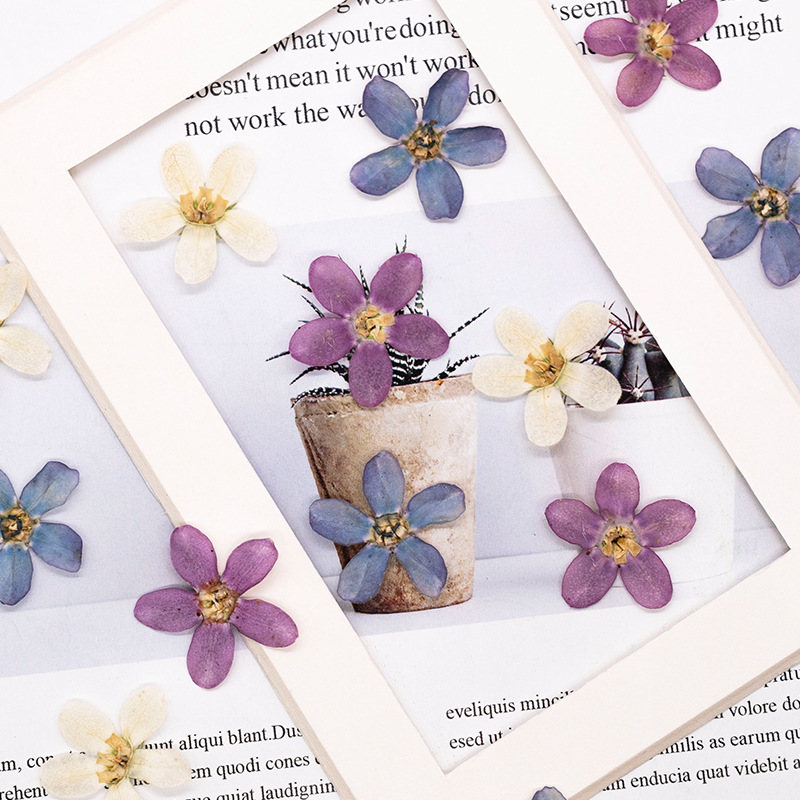 12 Stück, gepresste blaue Ster – Dried Flower Bulk Bewertung und Preis