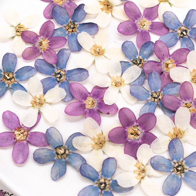 12 Stück, gepresste blaue Ster – Dried Flower Bulk Bewertung und Preis
