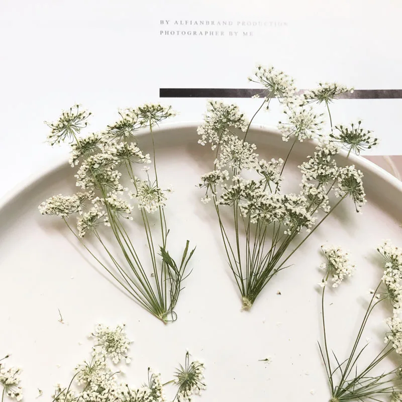 5–7 cm/12 Stück, kleine Schnee – Dried Flower Bulk Bewertung und Preis