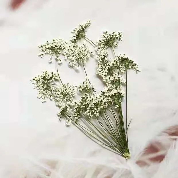 5–7 cm/12 Stück, kleine Schnee – Dried Flower Bulk Bewertung und Preis