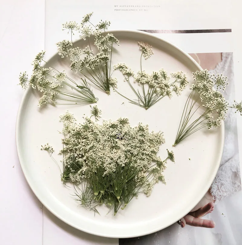 5–7 cm/12 Stück, kleine Schnee – Dried Flower Bulk Bewertung und Preis