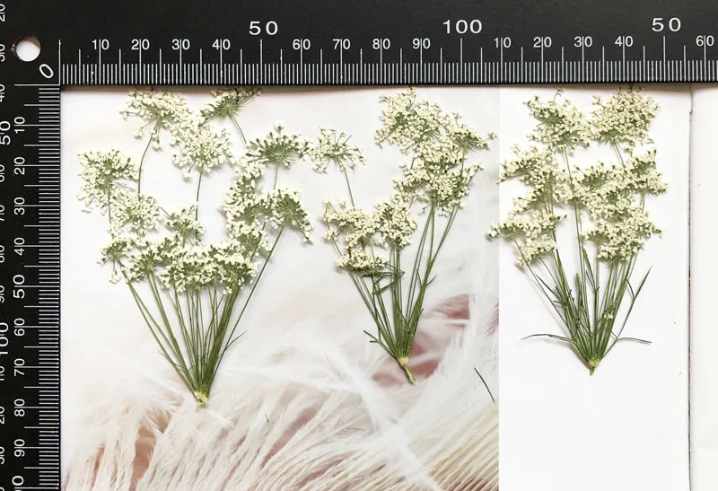 5–7 cm/12 Stück, kleine Schnee – Dried Flower Bulk Bewertung und Preis